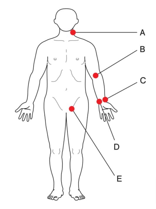 成人の人体図を別に示す。 意識清明で不整脈（ arrhythmia ）のある成人の脈拍測定時に一般的に使われる部位はどれか。